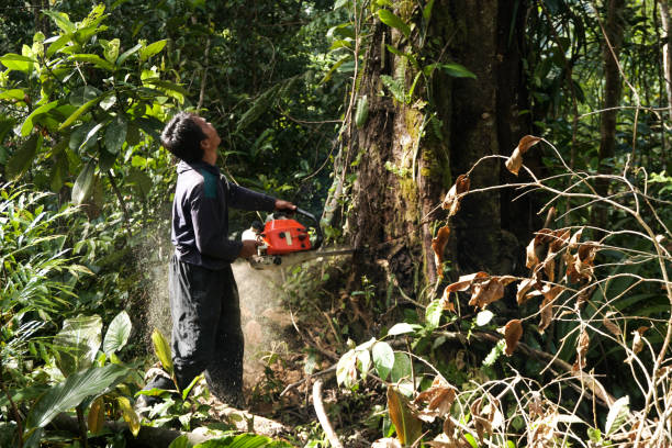 Best Tree and Shrub Care  in Port Washington, WI