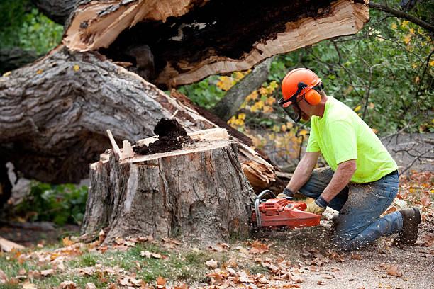 How Our Tree Care Process Works  in Port Washington, WI