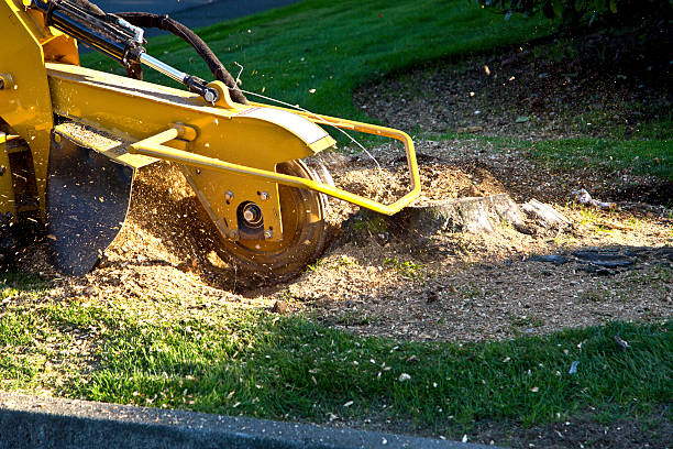 Best Tree Maintenance Programs  in Port Washington, WI