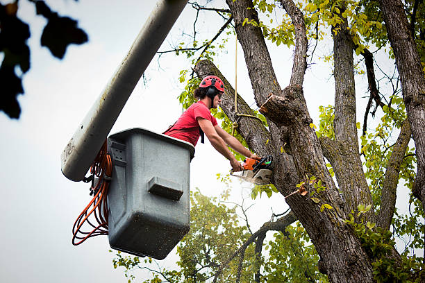 Best Hazardous Tree Removal  in Port Washington, WI