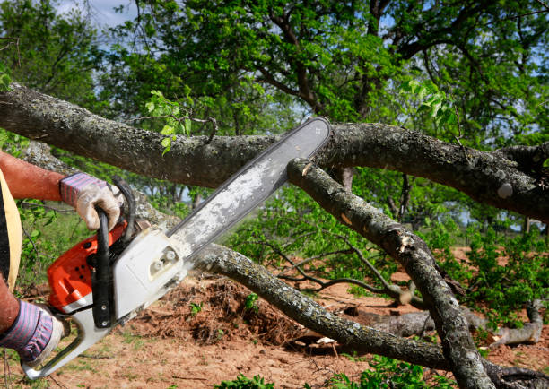 Best Fruit Tree Pruning  in Port Washington, WI